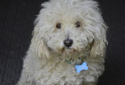 ليدي غاغا تعلّم كلبها هواية جديدة ... الرسم